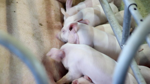 Sow with suckling piglets, two video clips