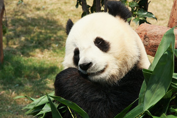 Fototapeta na wymiar Panda eating bamboo