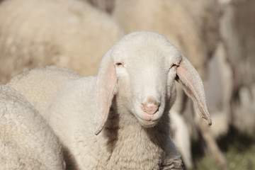 Naklejka premium sheep