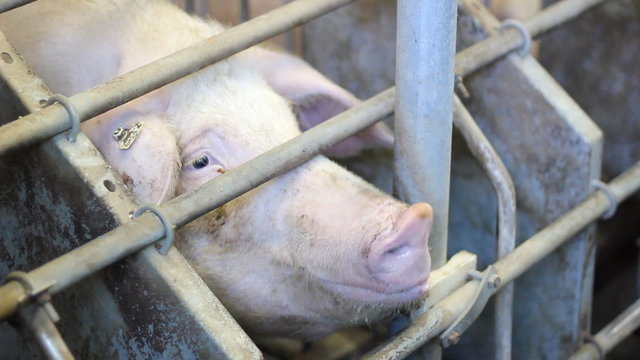 Pigs on a farm, two video clips
