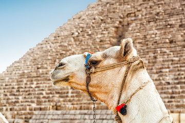 Camel and Pyramid