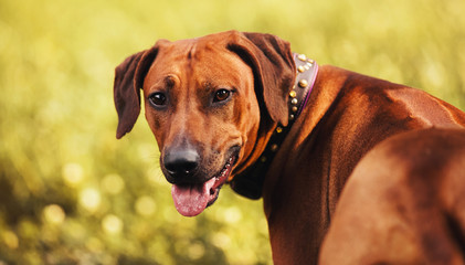 Rhodesian Ridgeback portrait in autumn