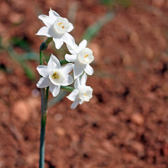 Petit narcisse