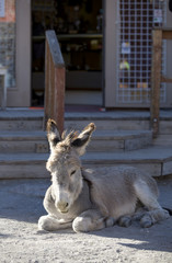 Baby Burro Resting on Street © Scott Griessel