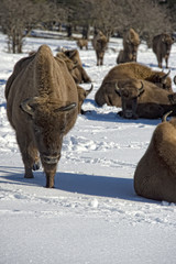european bison on snow