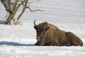 european bison on snow