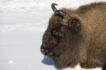 european bison on snow
