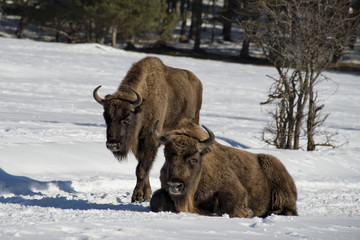 european bison on snow