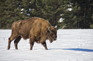 european bison on snow