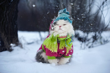 cat in winter clothes on a walk - 76820802