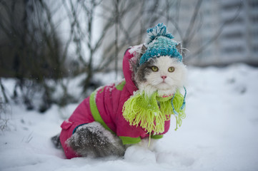 cat in winter clothes on a walk