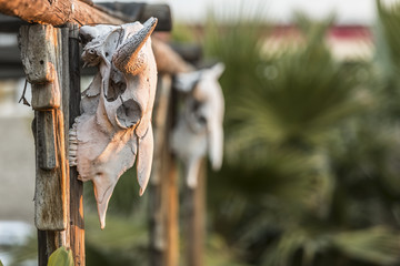 Two Cow Skulls on Porch