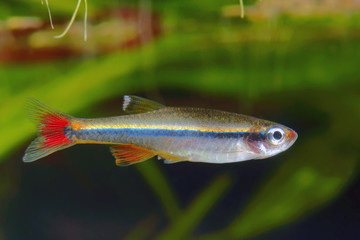 White Cloud Mountain minnow.