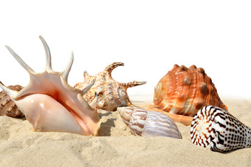Shells on the sand isolated on white background