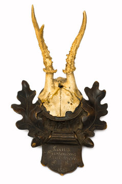 Roe deer antlers, a rare trophy for any hunter.