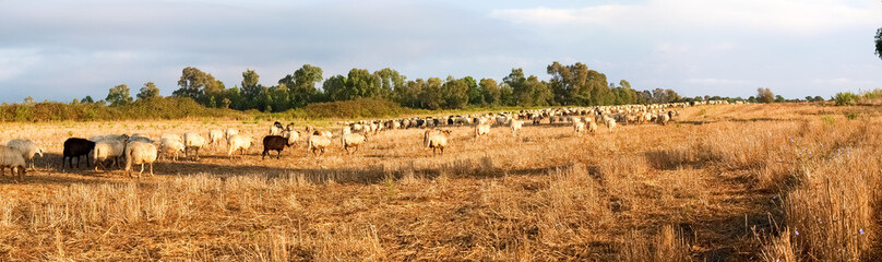Fototapeta na wymiar Sheeps on the farm.