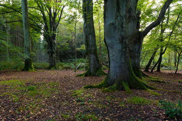 Fototapeta premium Buchenwald auf Darss
