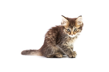 Obraz premium maine coon kitten. small depth of field (DOF)