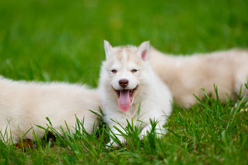 Husky puppy on a green grass