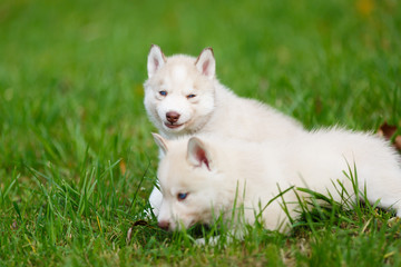 Husky puppy on a green grass