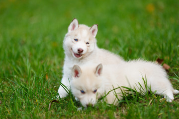 Naklejka na ściany i meble Husky puppy on a green grass
