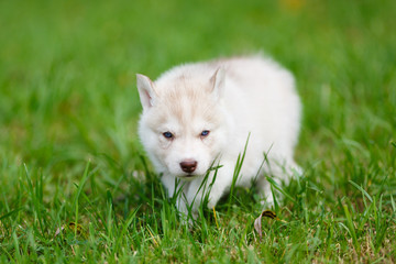 Husky puppy on a green grass