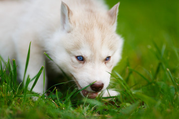 Husky puppy on a green grass