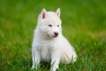 Husky puppy on a green grass