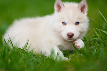 Obraz premium Husky puppy on a green grass