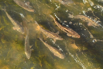 Obraz premium balık sürüsü&balık ailesi