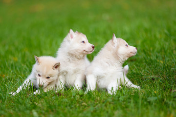 Naklejka na ściany i meble Husky puppy on a green grass