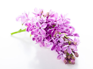 violet lilac
