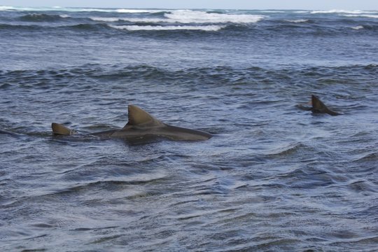 Sharks