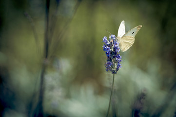 Papillon sur une fleur des champs