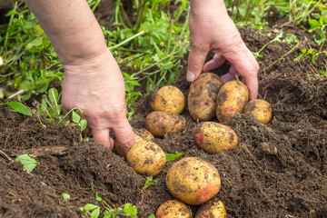 Female hands harvesting fresh potatoes from soil