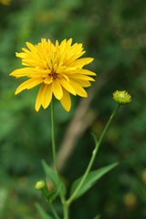 Yellow flower