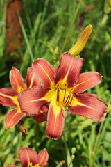 Red lily