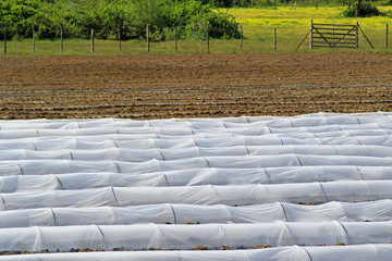 Plastic greenhouse