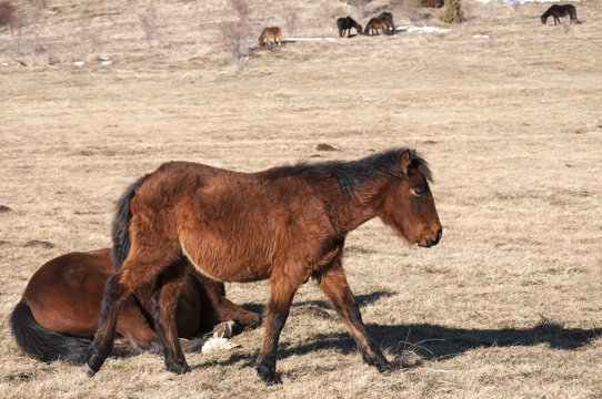 Highland hinnies grazing on winter mountain meadow