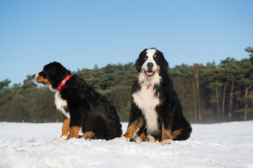 Berner Sennen hunden in snow landscape