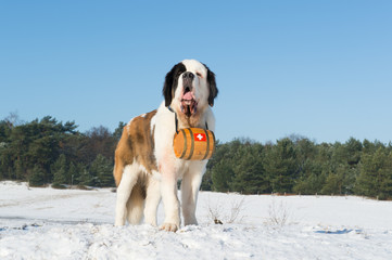 Rescue dog with barrel