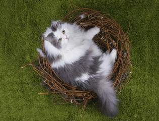 cat in a bird's nest on the green grass