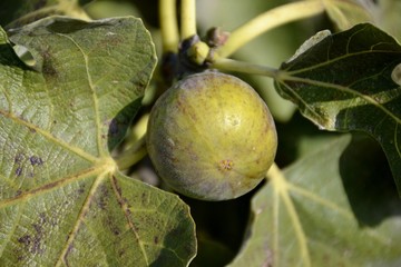 Ripe figs and green leaves