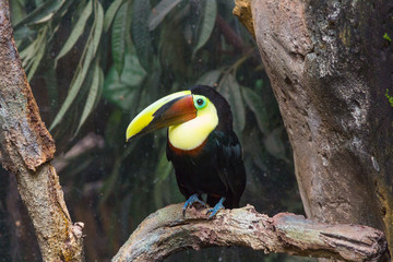 Tucan Toco (Ramphastos toco)