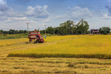 harvester machine on rice field