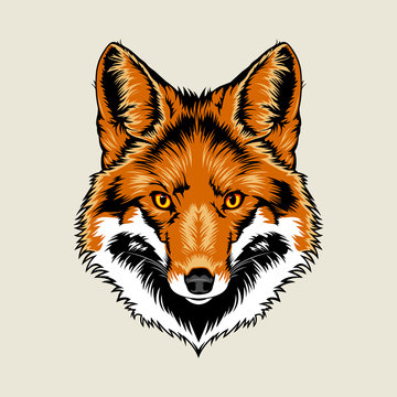 Red Fox Head