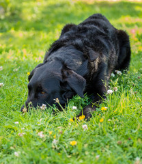Dog smelling the summer