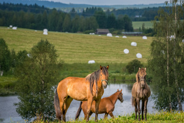 Horses and hay bales