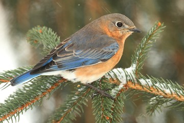 Female Eastern Bluebird in Snow