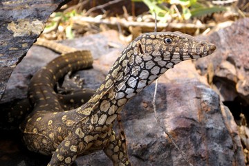 Monitor Lizard